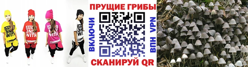 Купить где  Онега  Псилоцибиновые грибы прущие грибы 